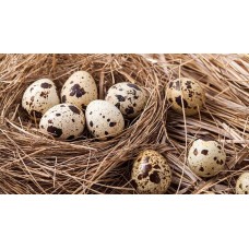 QUAIL EGG PREMIUM GRADE