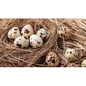 QUAIL EGG PREMIUM GRADE