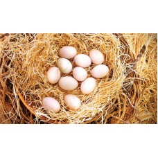 CHICKEN  EGG PREMIUM GRADE 