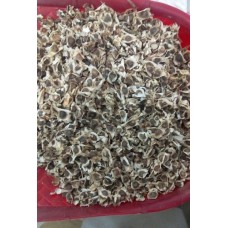 Moringa Seeds - Cultivation